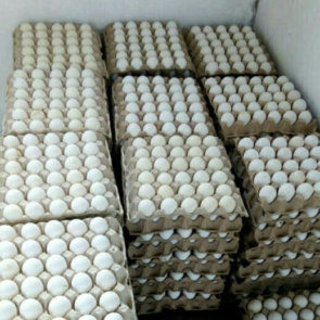 oeufs