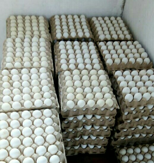 oeufs